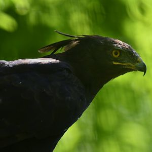 Long-crested Eagle Lophaetus occipitalis