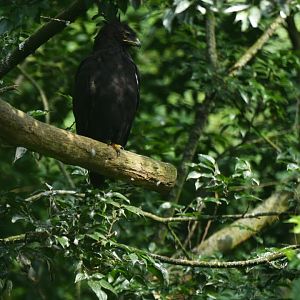 Long-crested Eagle Lophaetus occipitalis