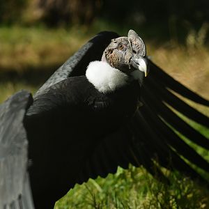Andean condor (Vultur gryphus)