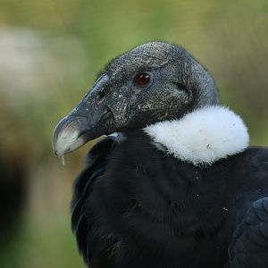 Andean condor (Vultur gryphus)