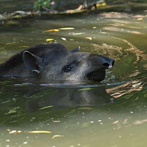 Brazilian tapir (Tapirus terrestris)