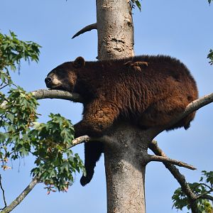 Black bear (Ursus americanus)