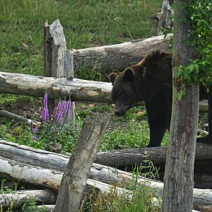 Brown bear (Ursus arctos)