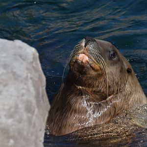 Steller sea lion (Eumetopias jubatus)