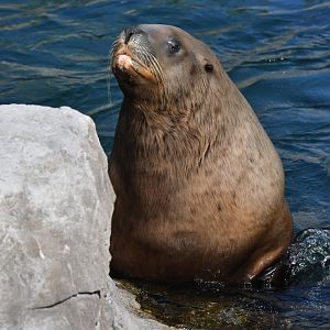 Steller sea lion (Eumetopias jubatus)