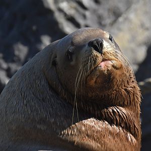 Steller sea lion (Eumetopias jubatus)