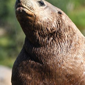 Steller sea lion (Eumetopias jubatus)