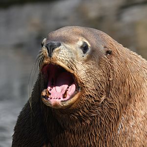 Steller sea lion (Eumetopias jubatus)