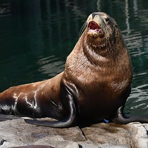Steller sea lion (Eumetopias jubatus)