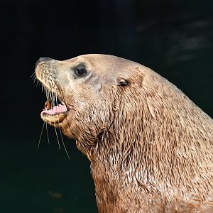 Steller sea lion (Eumetopias jubatus)