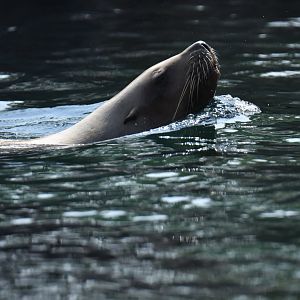 Steller sea lion (Eumetopias jubatus)