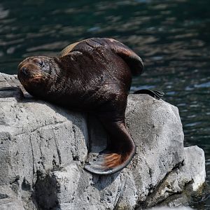 Steller sea lion (Eumetopias jubatus)