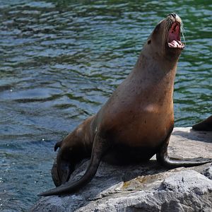 Steller sea lion (Eumetopias jubatus)