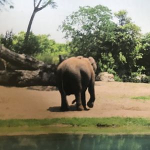 African elephant (2014)