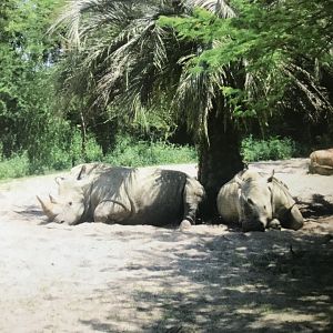 White rhinos (2014)