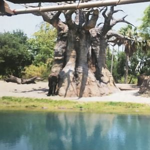 African elephant and baobab tree (2014)