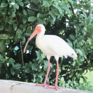American white ibis (2014)