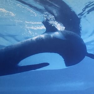 Killer whale (2014)
