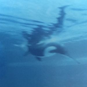 Killer whale (2014)