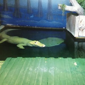 Albino alligator (2014)