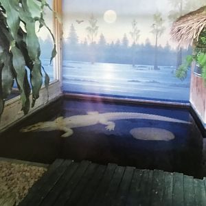 Albino alligator (2014)