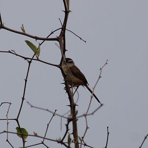 Tawny-flancked prinia - Prinia s. subflava