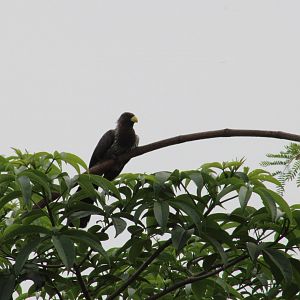 Western grey plantain-eater