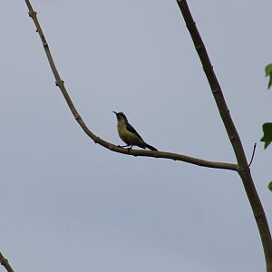 Sunbird ID