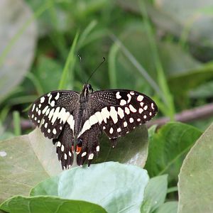 Citrus swallowtail - Papilio d. demodocus