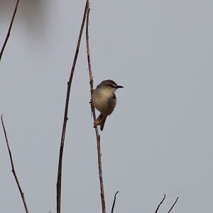 Tawny-flancked prinia - Prinia s. subflava