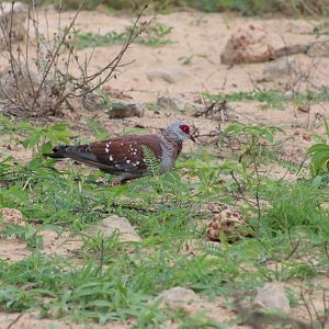 Speckled pigeon