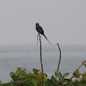 Abyssinian roller