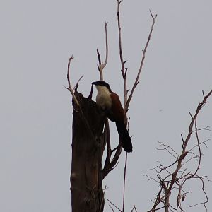 Senegal coucal