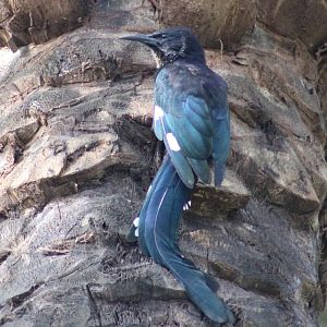 Green wood-hoopoe - juvenile