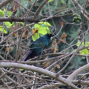 Long-tailed glossy starling