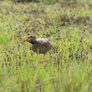 Wattled plover