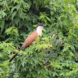 Senegal coucal