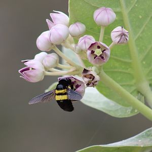 Carpenter bee - Xylocopa spec.