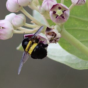 Carpenter bee - Xylocopa spec.