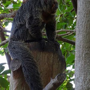 White-faced saki (Pithecia pithecia) (07/22)
