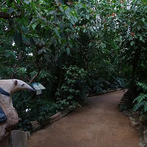 Rainforest house (07/22)