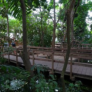 Rainforest house (07/22)