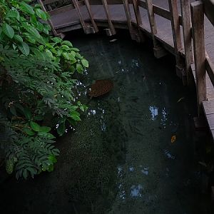 Rainforest house (07/22)
