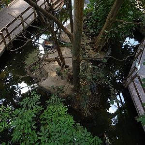 Rainforest house (07/22)