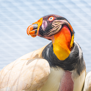 King Vulture