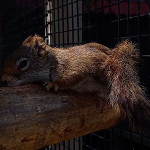 American red squirrel