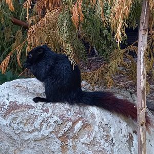 Burmese finlayson's squirrel