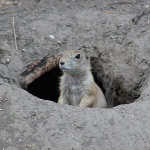 Black-tailed prairiedog