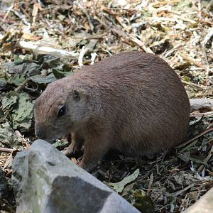 Black-tailed prairiedog