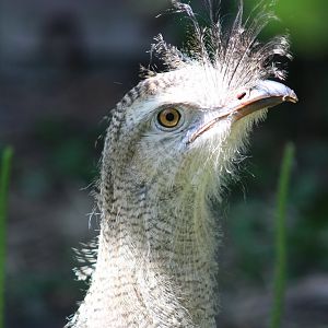 Red-legged seriema - juvenile